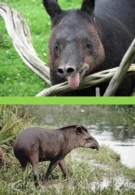 el tapir