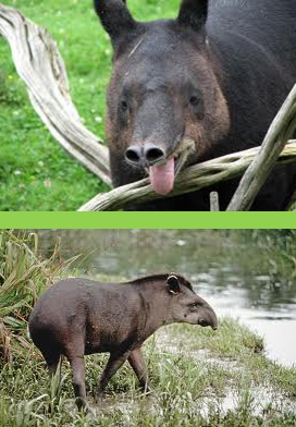 el_tapir.png